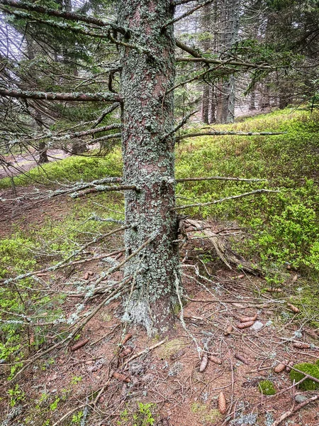 Mystic Tree Nadelwald Mit Fichte — Stockfoto