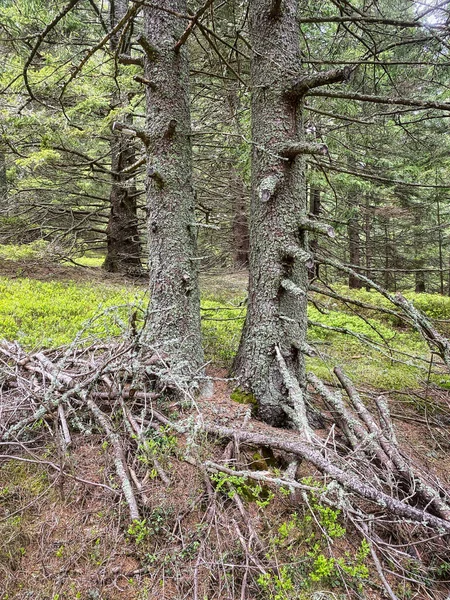 Містичне Дерево Хвойні Ліси Ялиною — стокове фото