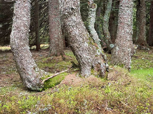 Містичне Дерево Хвойні Ліси Ялиною — стокове фото