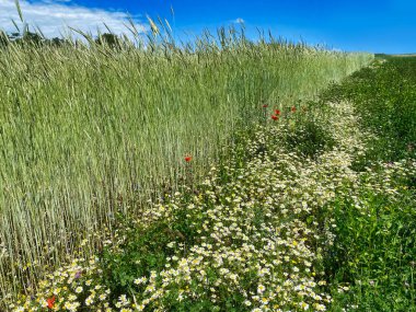 Yazın tahıl tarlası, gelincik ve çiçekli çayır.