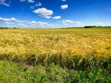 Arpa tarlası arazisi, mavi gökyüzü olan tarım arazisi.
