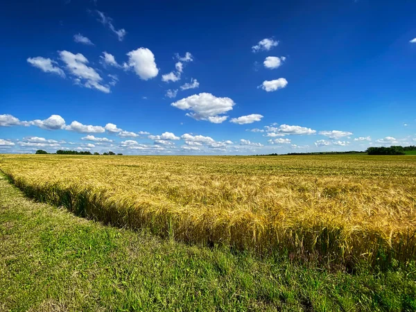 Barley Πεδίο Τοπίο Τομέα Της Γεωργίας Μπλε Ουρανό — Φωτογραφία Αρχείου