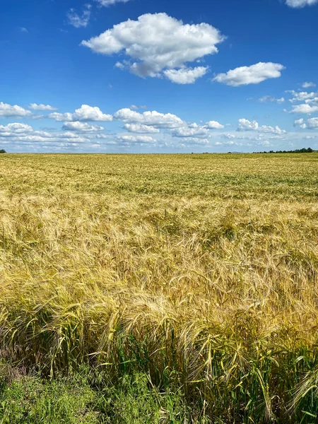 Gerstenfeld Landschaft Landwirtschaftliches Feld Mit Blauem Himmel — Stockfoto