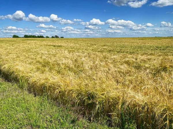 Barley Πεδίο Τοπίο Τομέα Της Γεωργίας Μπλε Ουρανό — Φωτογραφία Αρχείου