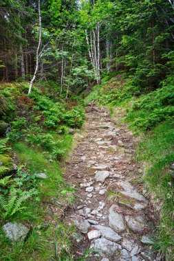 Orman patikası, doğanın güzel kozalaklı ormanları.