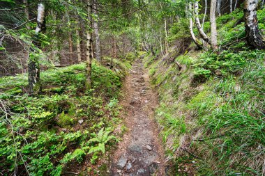 Orman patikası, doğanın güzel kozalaklı ormanları.