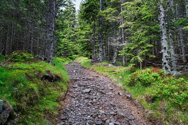 Caminho Floresta Natureza Com Belas Florestas Coníferas — Fotografia de Stock