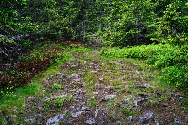 Ścieżka Leśna Przyroda Pięknym Lasem Iglastym — Zdjęcie stockowe