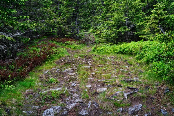 Forest Footpath Nature Beautiful Coniferous Woodland — Stock Photo, Image