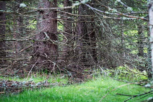 Lärchenwald Nadelbaum Mit Bizarren Zweigen — Stockfoto