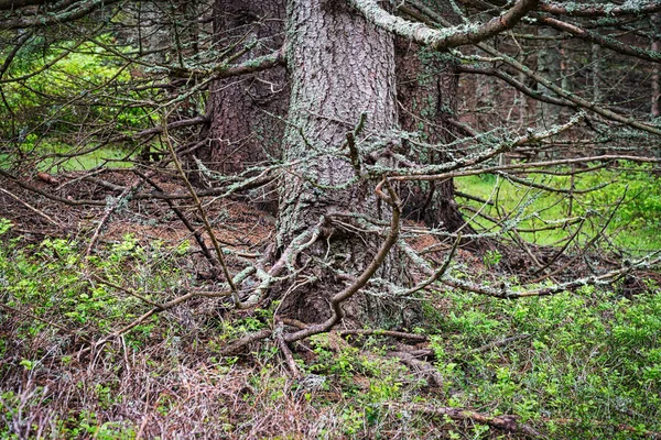Дерев Яний Ліс Хвойне Дерево Дивними Гілочками — стокове фото