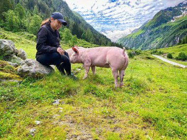 Pasture 'daki Domuza Güvenmek, Okşamak İçin Serbest Hayvan