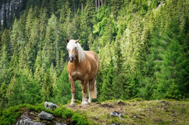 Haflinger Dağ Atı, Avusturya 'da geliştirilen bir tür at.