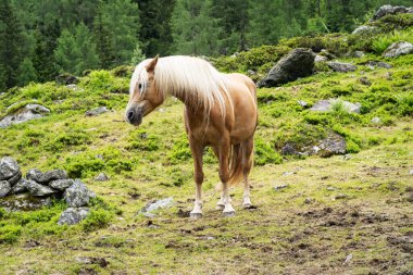 Haflinger Dağ Atı, Avusturya 'da geliştirilen bir tür at.