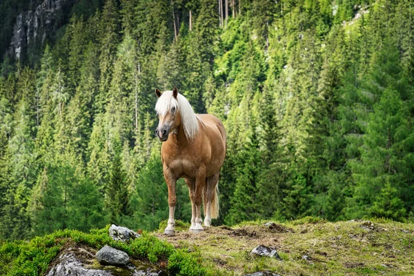 Haflinger Mountain Horse Raza Caballos Desarrollada Austria — Foto de Stock