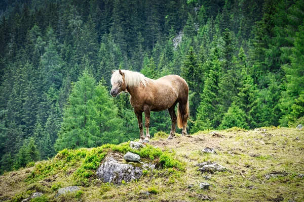 Haflinger Mountain Horse Race Cheval Développée Autriche — Photo