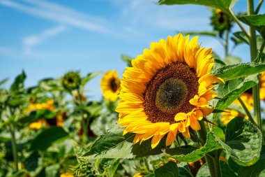 Yaklaş ayçiçeği, güzel sarı çiçek tarlasında.