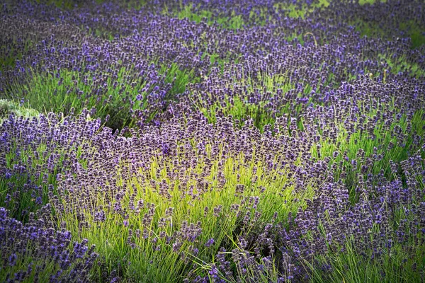 Lavendelveld Geurende Paarse Prachtige Planten Bloei — Stockfoto