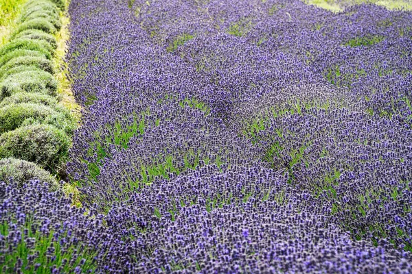 Лавандовое Поле Ароматизированные Фиолетовые Прекрасные Растения Цвету — стоковое фото
