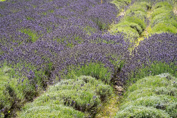 Lavender Field Scented Purple Beautyful Plants Bloom — Stock Photo, Image