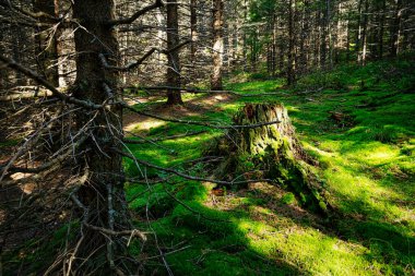 Ladin Ağacı Ormanı, yosun ve ağaç gövdesiyle temizleniyor.