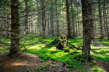 Ladin Ağacı Ormanı, yosun ve ağaç gövdesiyle temizleniyor.