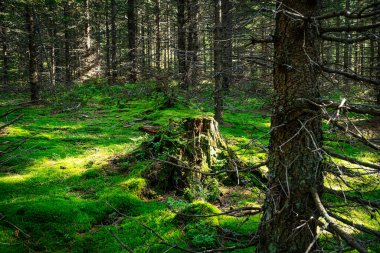 Ladin Ağacı Ormanı, yosun ve ağaç gövdesiyle temizleniyor.