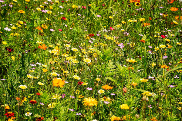 Summer Meadow With Colorful Wildflowers, nature of uncultivated meadow