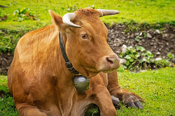 Mountain cow with horns, domestic cattle on pasture
