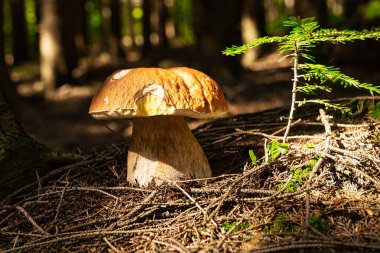 Ormandaki Porcini Mantarı, yenilebilir mantarı kapat.