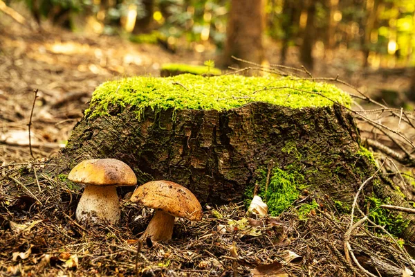 Porcini Mushroom In Forest, close up of edible mushroom