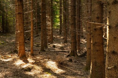 Kozalaklı orman, sonbahar renklerinde ağaçlarla kaplı manzara.