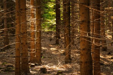 Kozalaklı orman, sonbahar renklerinde ağaçlarla kaplı manzara.