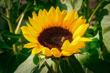 Çiçek açan ayçiçeği, tarım alanındaki mahsulü kapat.