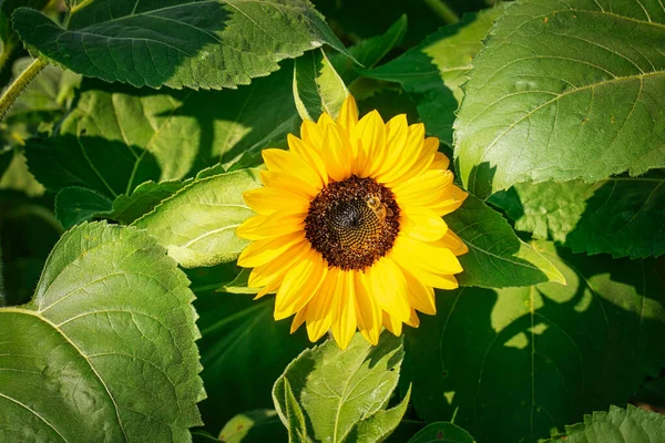 Sunflower Bloom Close Crop Agriculture Field — Stock Photo, Image