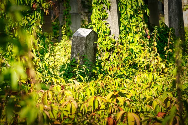 Cemitério Judaico Sepulturas Históricas Zentralfriedhof Viena — Fotografia de Stock