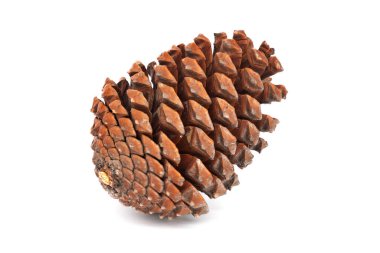 Çam kozalağı izole edilmiş, beyaz arkaplanda köknar konisini kapatın