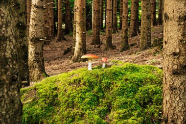 Ormanda Uçan Agarik, yosun üzerinde zehirli mantarlara yaklaş.