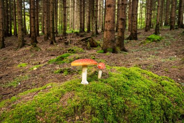 Ormanda Uçan Agarik, yosun üzerinde zehirli mantarlara yaklaş.
