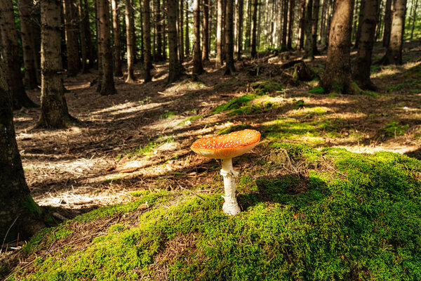 Fly Agaric In Forest, close up of poisonous mushroom on moss