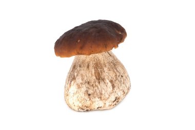 Porcini Mantarı izole edildi, beyaz arkaplanda yenilebilir mantarlara yakın.