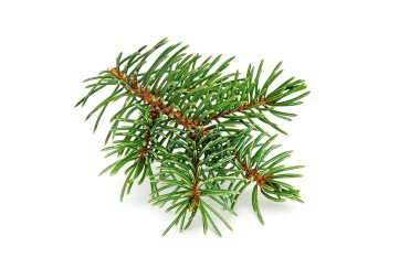 Firavun Dalı tecrit edildi, beyaz arka planda noel süslemesi kapatıldı