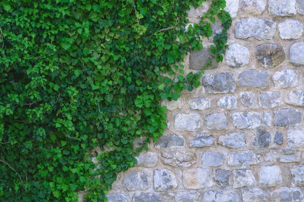 beautiful wall of stone and green leaves