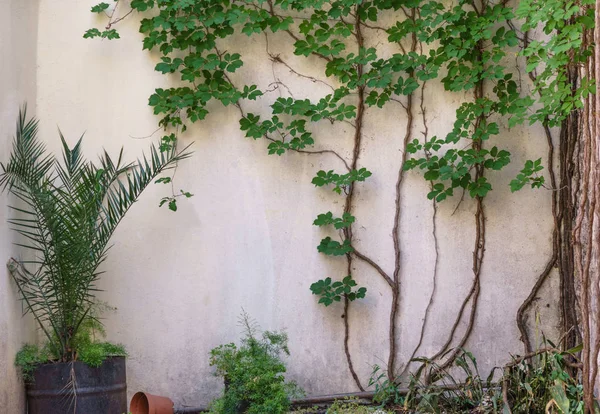 beautiful yellow wall and green leaves