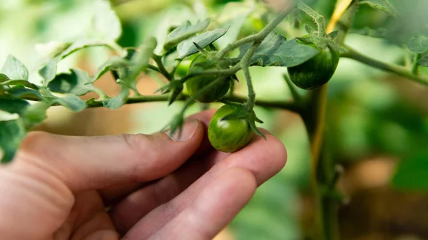 Invernadero Con Tomates Pimientos Verdes — Foto de Stock