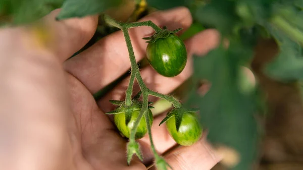 Invernadero Con Tomates Pimientos Verdes — Foto de Stock