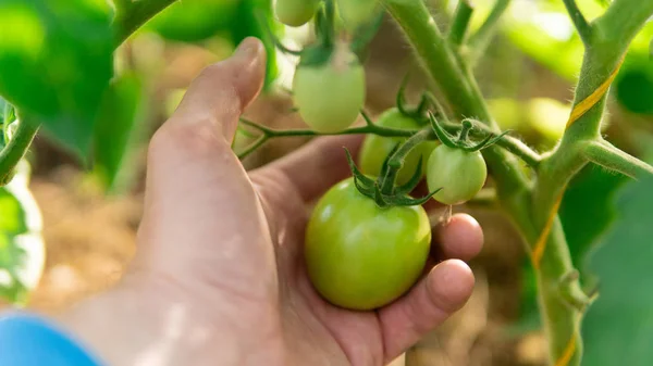 Invernadero Con Tomates Pimientos Verdes — Foto de Stock