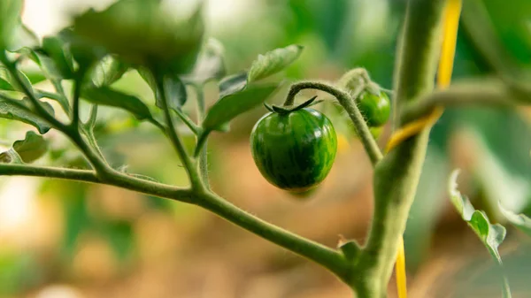 Invernadero Con Tomates Pimientos Verdes — Foto de Stock