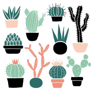 Kaktüs ve succulents seti