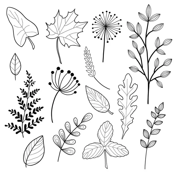 植物スケッチや落書き線のセット — ストックベクタ